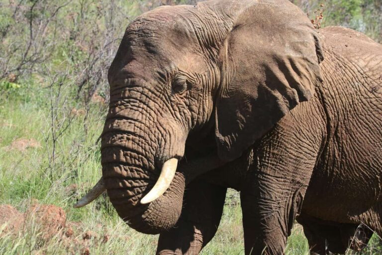 tarangire elephant