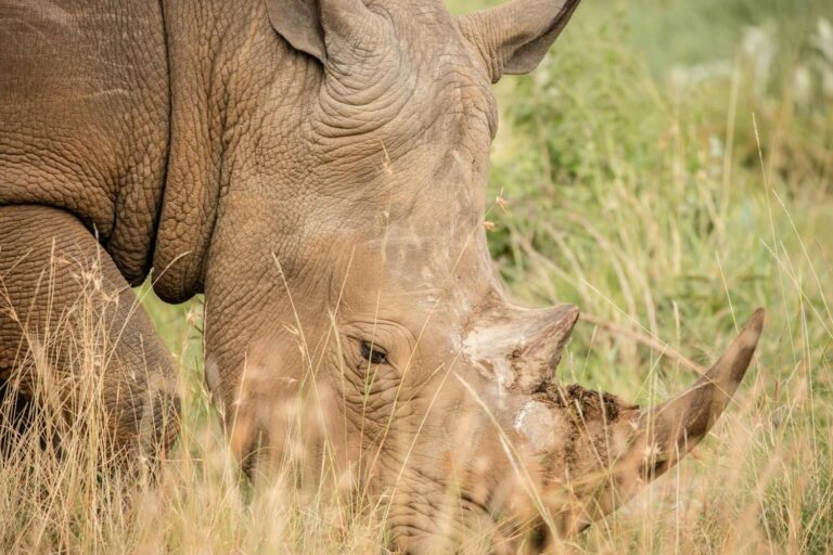 Rhino ngorongoro crater