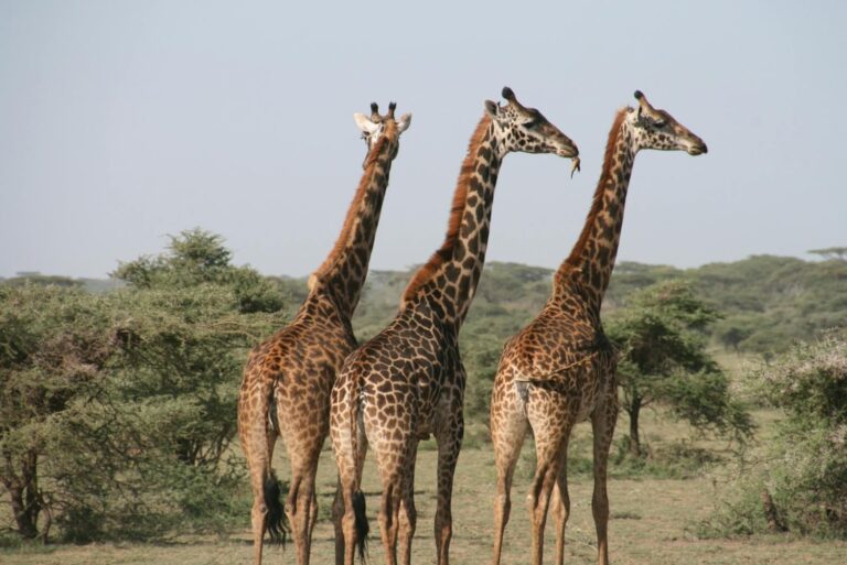 Day Trip to Tarangire National Park
