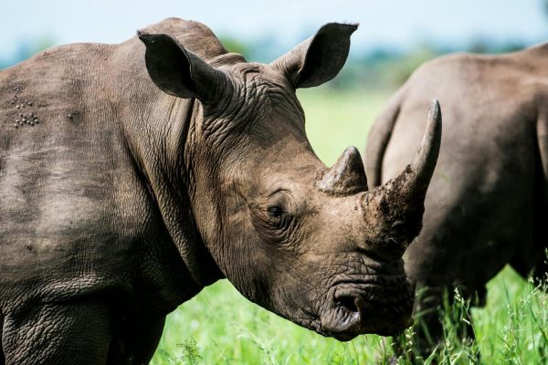 rhino tanzania