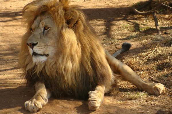 pexels-gary-whyte-228069-730536