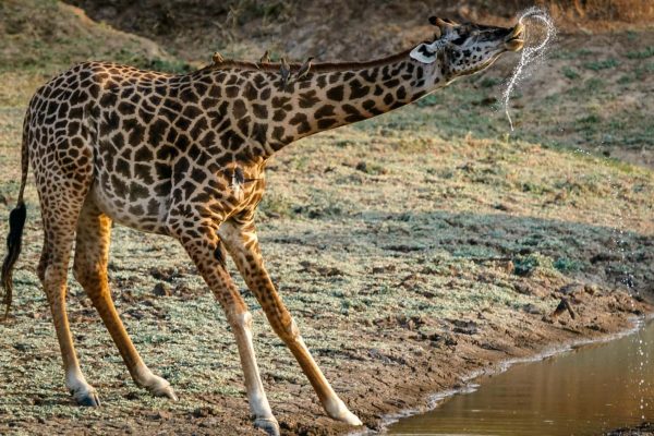 pexels-hsapir-1109905