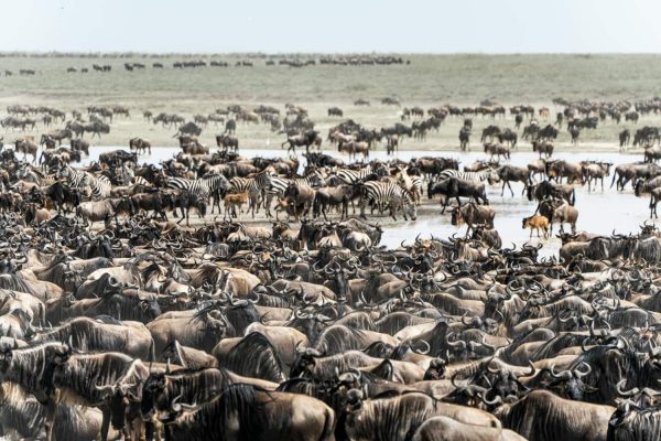 6 Days Great Wildebeest Migration Safari