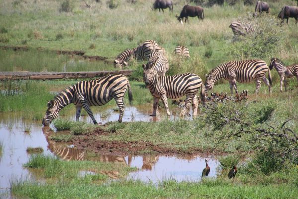 zebras serengeti